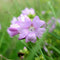 Musk Mallow Seeds (Malva moschata)